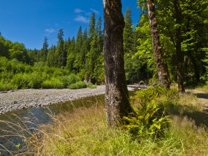 Clearwater River at Upper Clearwater Campground