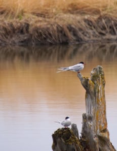 ArcticTerns