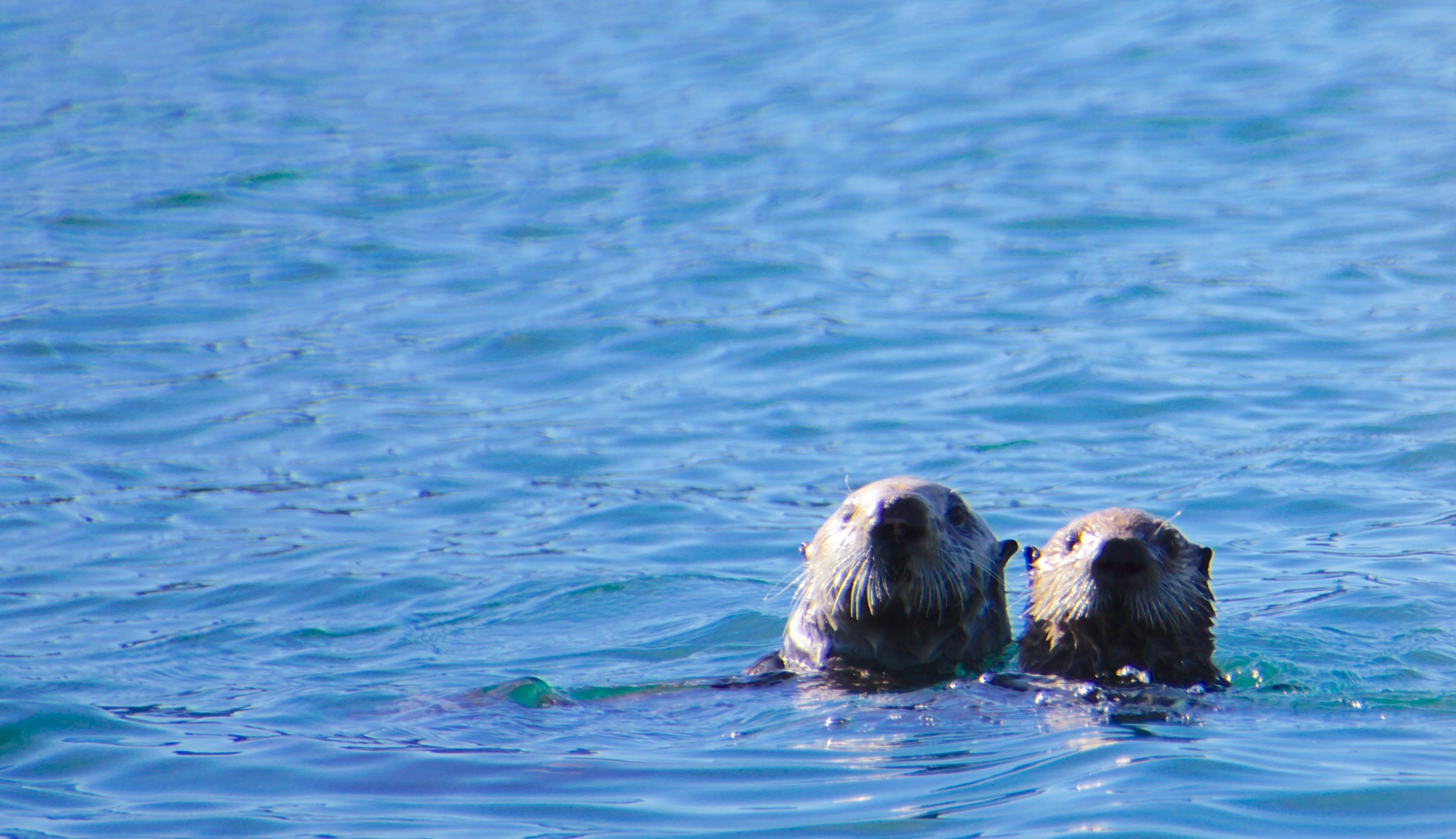 Two otters floating side by side, their heads facing the camera