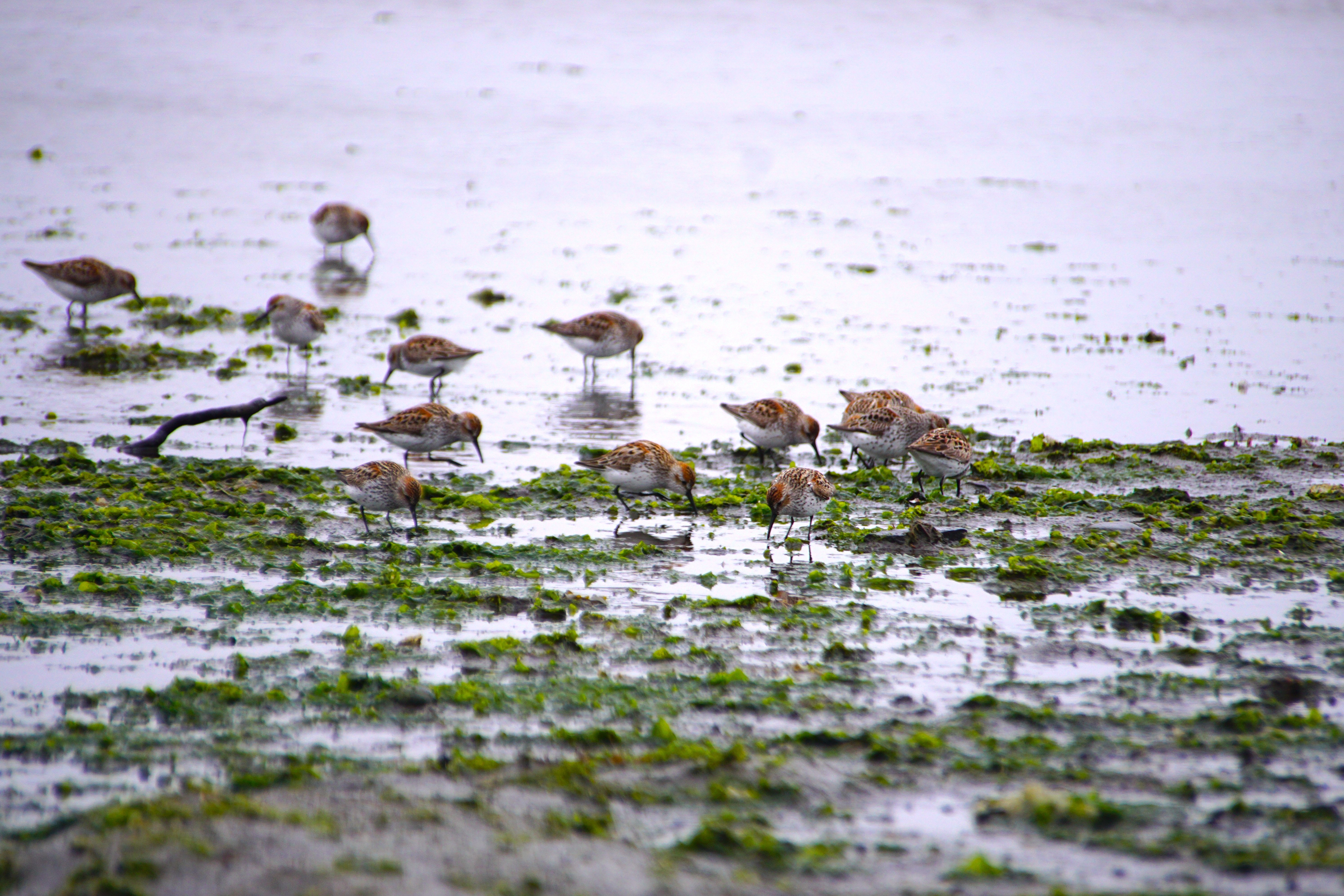 A group of sandpipers feeding in a mudflat