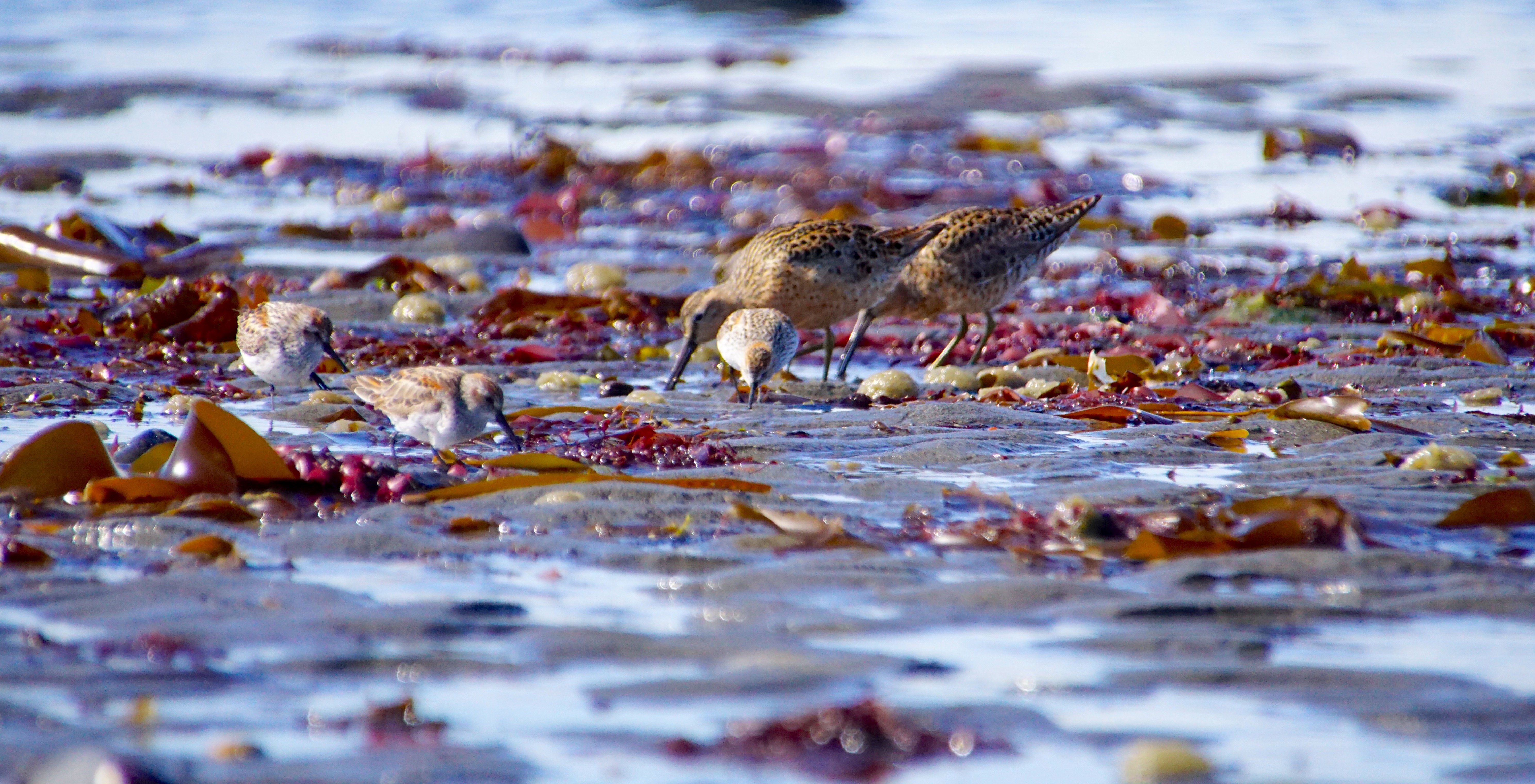 Several species of shorebirds feeding on a kelp-strewn beach
