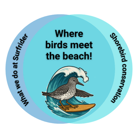 a blue Venn diagram that reads "what we do at Surfrider" on the left, "Shorebird conservation" on the right, and "where birds meet the beach" in the middle with a cartoon of a bird on a surfboard riding a wave