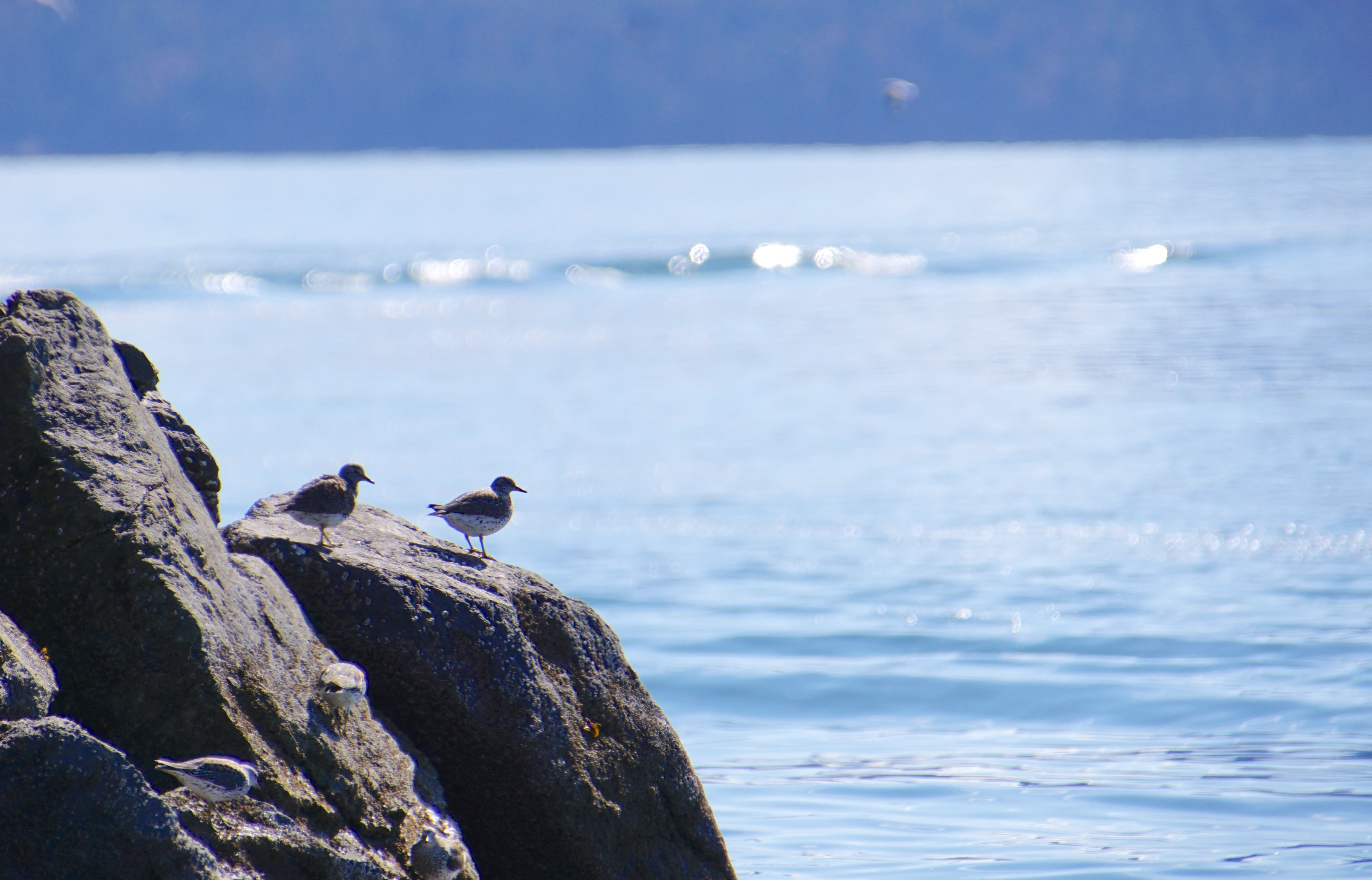 Four surfbirds perched on rocks with sunlit waters in the background