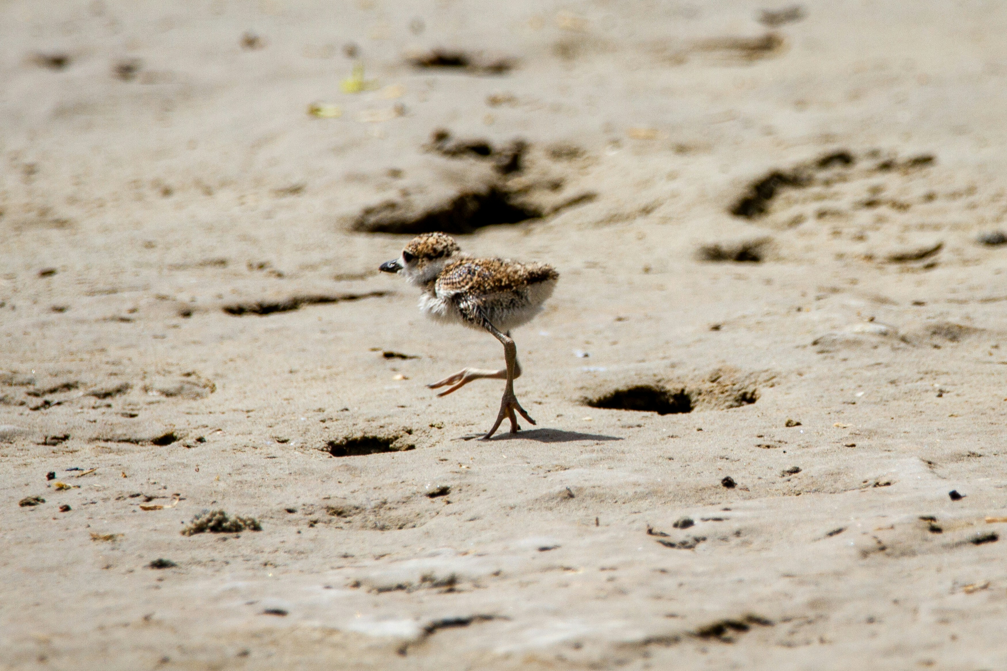 A juvenile Wilson's plover, with awkwardly large feet and legs, scampers across a sandy beach