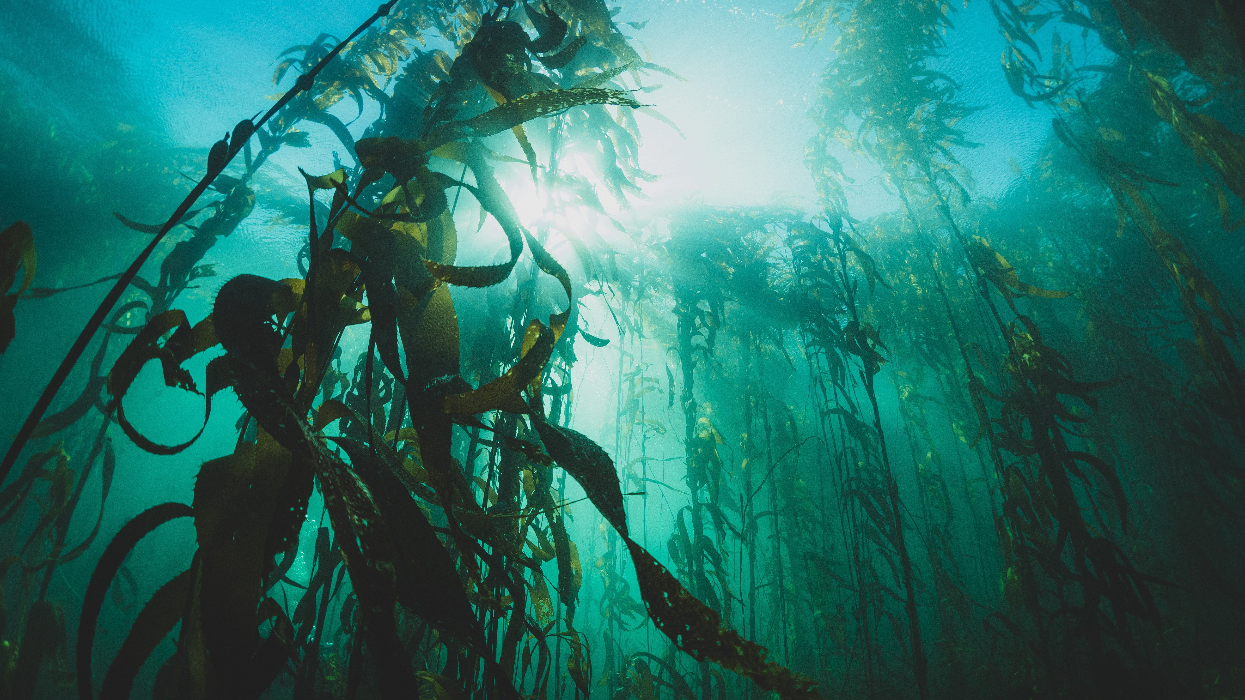 An underwater view of a kelp forest