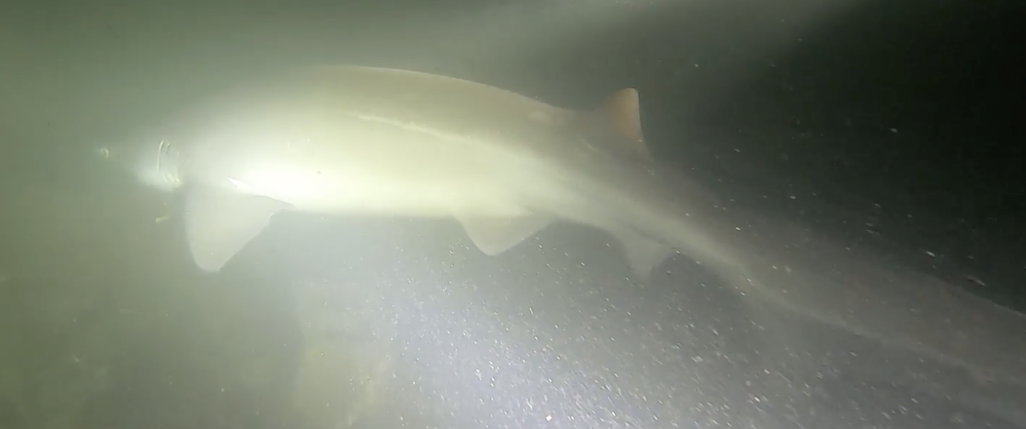 Sideview of a large sixgill shark in murky waters