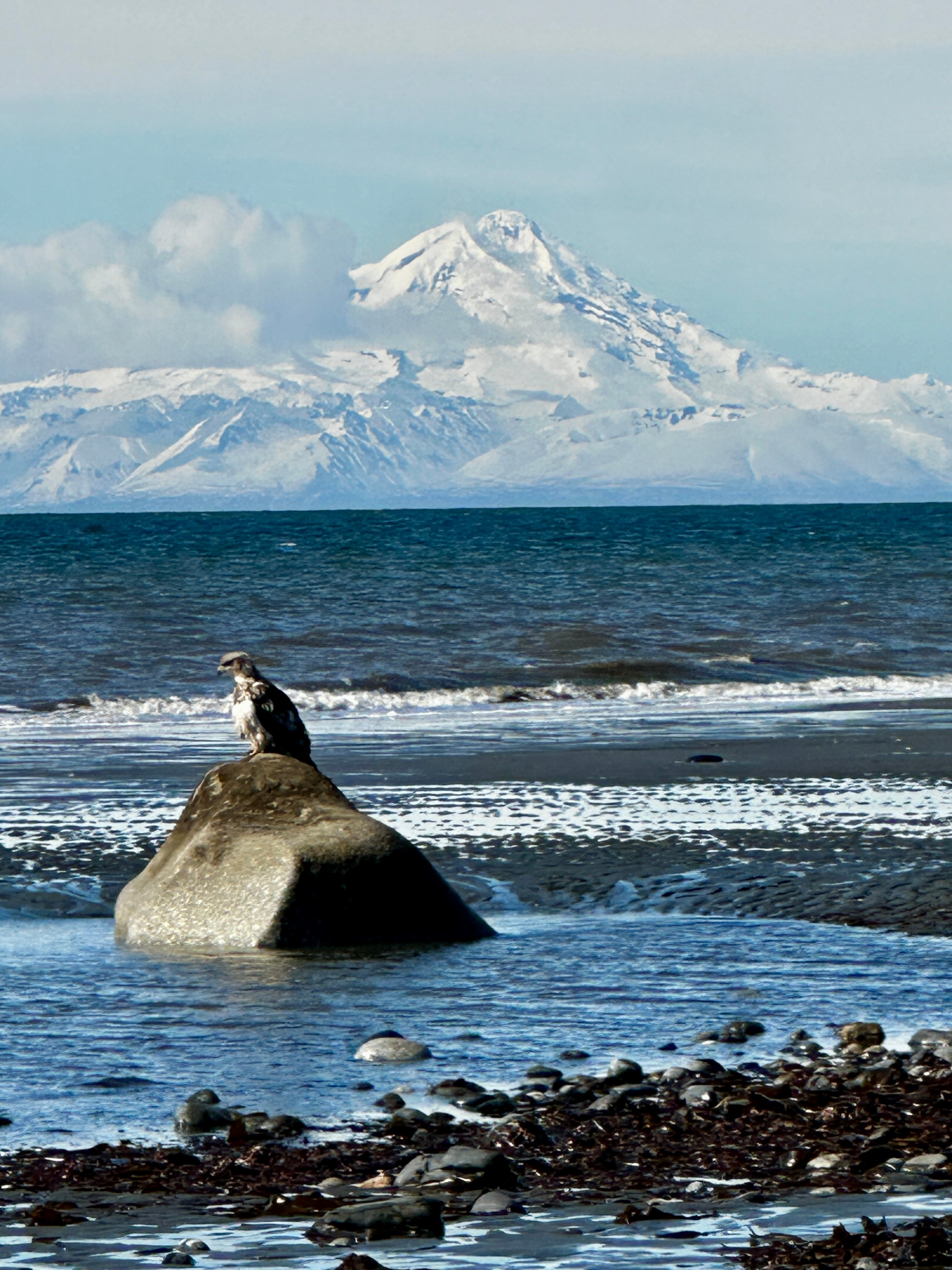 A juvenile eagle perched on a large rock on a beach with snowy mountains in the background